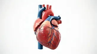 Unlocking Heart Health: Lifestyle for a Stronger Heart