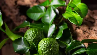 Indi Lime Is A Small Fruit With A Big Regional Identity
