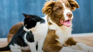 How Dog And Cat Dental Disease Develops Silently Without Obvious Behavioural Signs In Pets