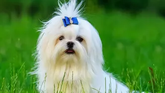 Regular Grooming Gives Pet Parents A Chance To Notice Changes In Skin Or Coat