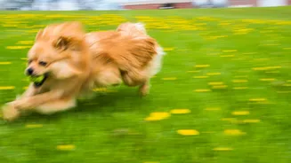 Seu cão anda agitado ou dormindo demais? A culpa pode ser da nova frequência da Terra