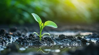 Waterlogging Is The Rainy-Season Plant Killer