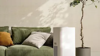 How Five Air-Refreshing Plants And Clay Dehumidifiers Prevent Humidity In Rental Spaces