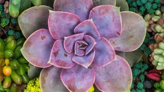 A Spotlight On Water-Smart Garden Design In The Low-Water Gardening Shift