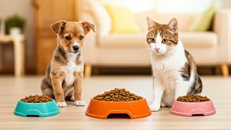 Fewer Walks Mean Your Pet’s Plate Needs Attention