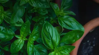 Growing Mint, Basil And Coriander At Home Is Trending This Monsoon