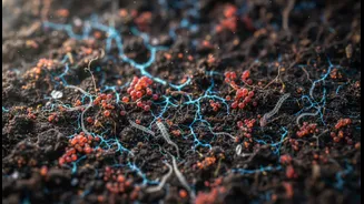 Scientists Study Microbes To Improve Soil Health