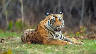 Why Satpura Safaris Offer Peaceful Tiger Spotting Opportunities Away From Crowds