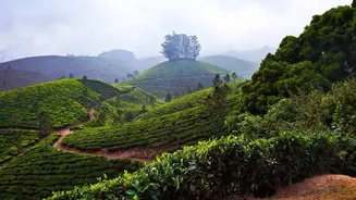 How Coorg Coffee Estate Stays Are Captivating Off Season Travellers Looking For Green Rainy Escapes