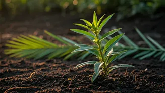 Why Imported Plants Are Losing