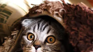 Hiding Spaces Help Cats Manage Changes in Apartment Routine