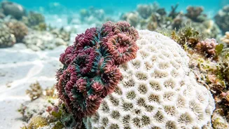 Identical corals rescue each other