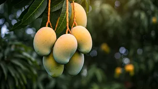 Rent a Mango Tree This Summer: Get 90kg of Fresh Fruit Delivered, Skip the Market!