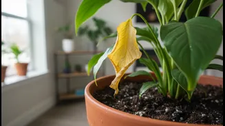 Plant Parents Should Treat Yellow Leaves As A Drainage Warning This Season