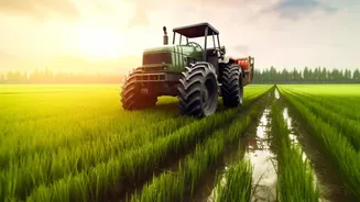Punjab's Cotton-to-Paddy Shift: A Measured Look at Crop-Income Security