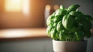 Basil On The Counter Is Peak Soft-Life Cooking