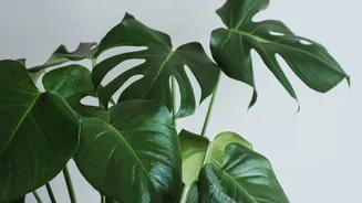 O frio está chegando: o truque simples para proteger seu jardim e não deixar as plantas morrerem no inverno