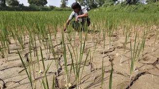 Is a ‘super’ El Niño bad news for India’s monsoon?