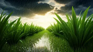 Monsoon Enters UP Bringing Much Needed Relief From Heat