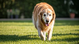 Protect Your Senior Dog's Joints: 5 Vet-Approved Arthritis Prevention Tips