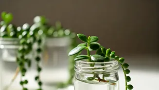 Propagate Resilient Trailing Jade Plants In Sleek Glass Jars