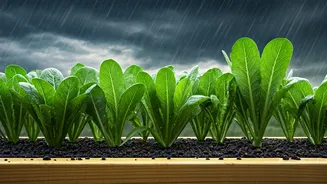 Raised Beds Can Save Rainy-Season Plants Fast