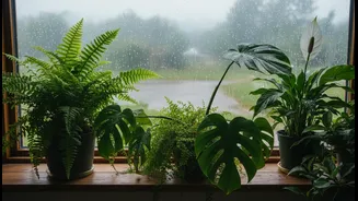 Rainy Weather Is Perfect For These Indoor Plants
