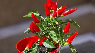 Growing Thai Chillies In Pots: Choosing A Pot With Drainage Holes