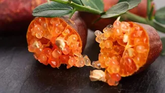 Meet finger lime, the fruit with a pearly interior