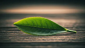Your Cup Needs Leaves With A Story