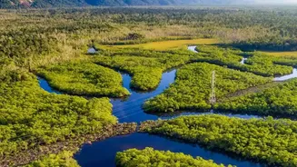 How High-Resolution Satellite Imaging Maps Mangrove Health For Carbon Capture Metrics