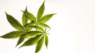 Maconha na adolescência? Estudo revela o dobro do risco em diagnósticos psiquiátricos