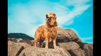 Golden retriever tem mais risco de ter câncer? O que fazer?