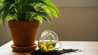 Give Houseplants Organic Energy Boosting Baths With Leftover Green Tea