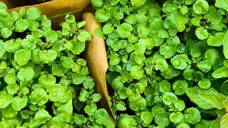 Windowsill Tray Setups Offer Cost-Effective Ways To Harvest Clean Micro-Greens At Home Continuously