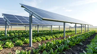 Technical Hurdles Of Agrivoltaics: Panel Maintenance And Soil Health On Solar Farms
