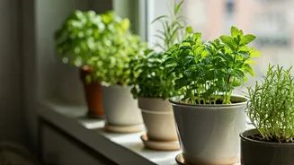Apartment Herb Gardens Become Instagram Stars