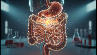 Study Highlights Why Digestibility Matters in Plant and Animal Proteins