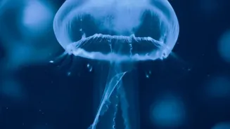 What Scientists Learn From Deep Ocean Temperatures