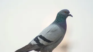 Karnataka plans to regulate pigeon feeding in public spaces over respiratory health risks
