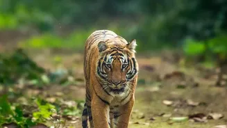 How Solo Backpackers Can Explore Central India’s Tiger Reserves Using Cheap Rail Passes