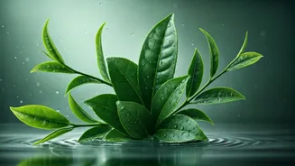 How K-Beauty Botanical Extracts Prevent Monsoon Acne Breakouts Easily