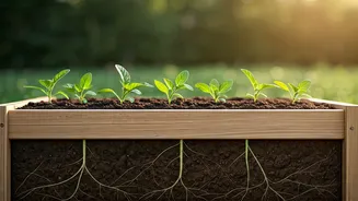 Raised Garden Bed Dimensions: Mastering Depth, Length, and Height for Thriving Plants