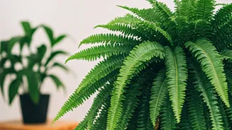 Boston Ferns Are Calm, Lush And Pet-Safe