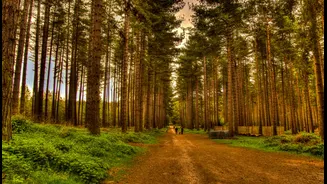 Tiny brooks and ancient trees: 7 enchanting forests in the UK