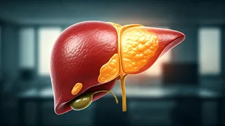 From Stress to Steatosis: How Modern Life Harms Your Liver