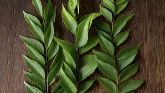 Fresh Curry Leaves, Mint And Chillies Can Start A Simple Kitchen Garden In Small Urban Homes