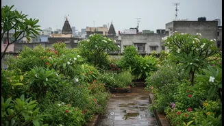 Why Terrace Cooling Gardens Are Gaining Popularity Across Indian Cities This Monsoon