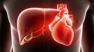 The Silent Strain: How Liver Disease Quietly Impacts Your Heart