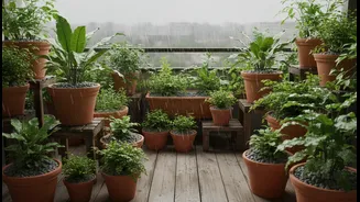 Rainy Season Gardening Tips To Reduce Waterlogging Around Balcony Plants